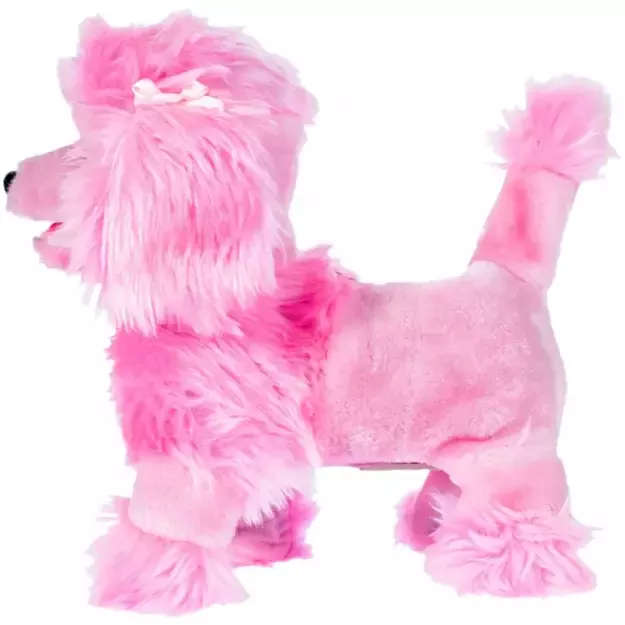 Toy poodle puppy with a leash, pink