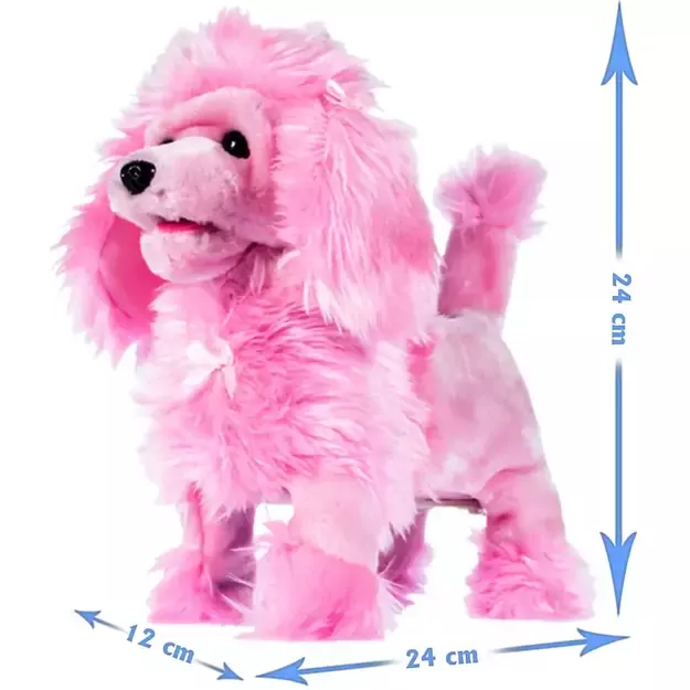 Toy poodle puppy with a leash, pink