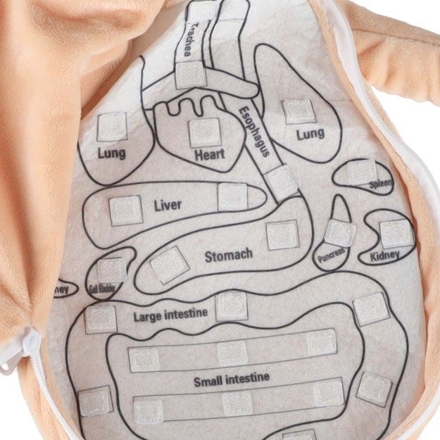 Anatomijos besimokanti mergaitė lėlė talismanas 5