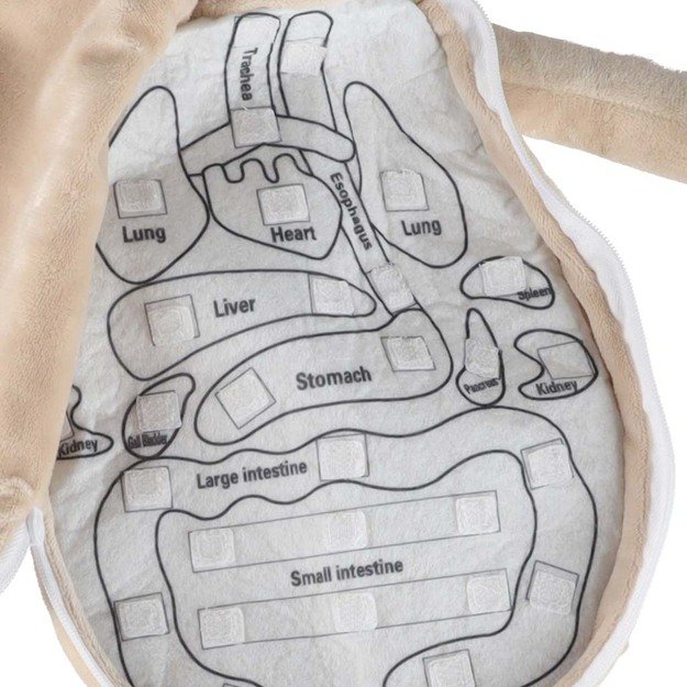 Anatomijos besimokantis berniukas su talismanu 6