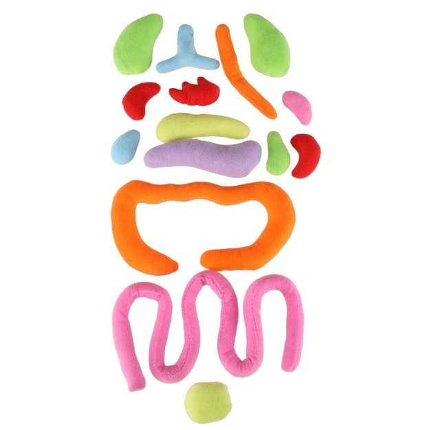 Anatomijos besimokantis berniukas su talismanu 10