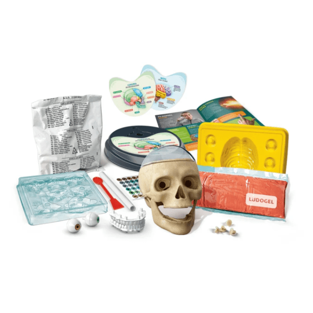 Scientific Fun Crazy Anatomy Kit Clementoni 50697 2