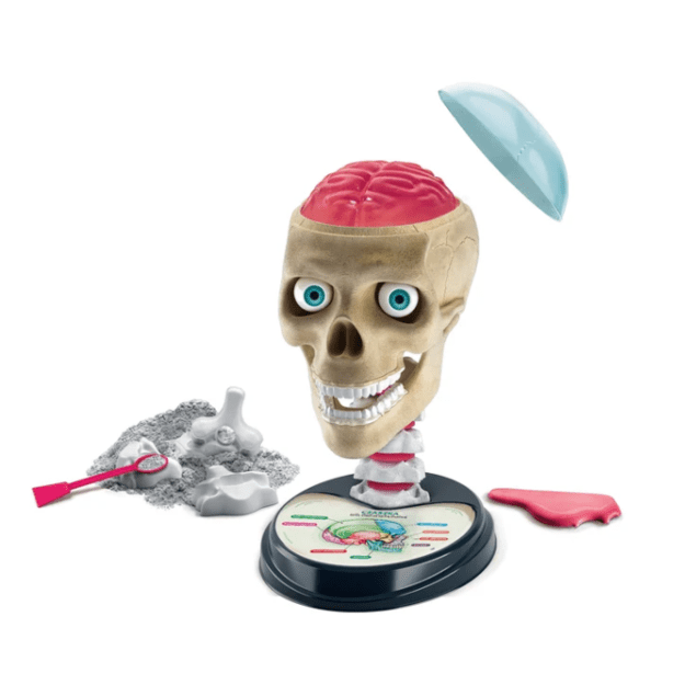 Scientific Fun Crazy Anatomy Kit Clementoni 50697 1